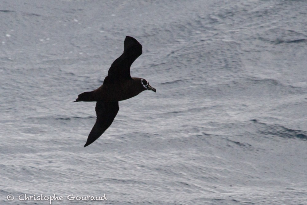 Spectacled Petrel - Christophe Gouraud
