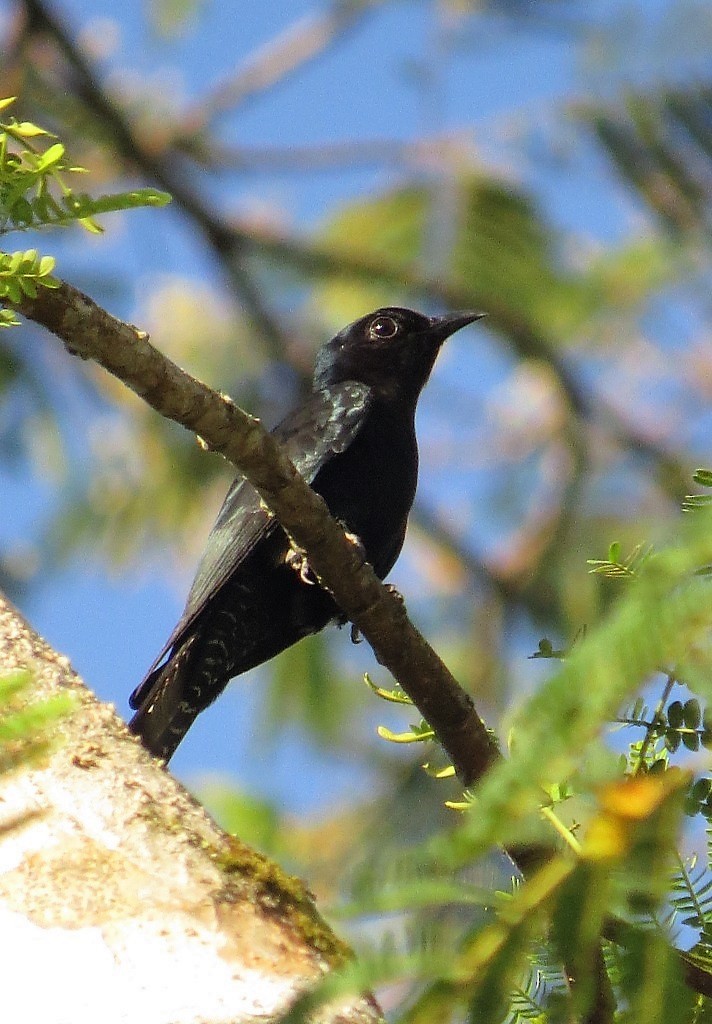 Square-tailed Drongo-Cuckoo - Mark Smiles