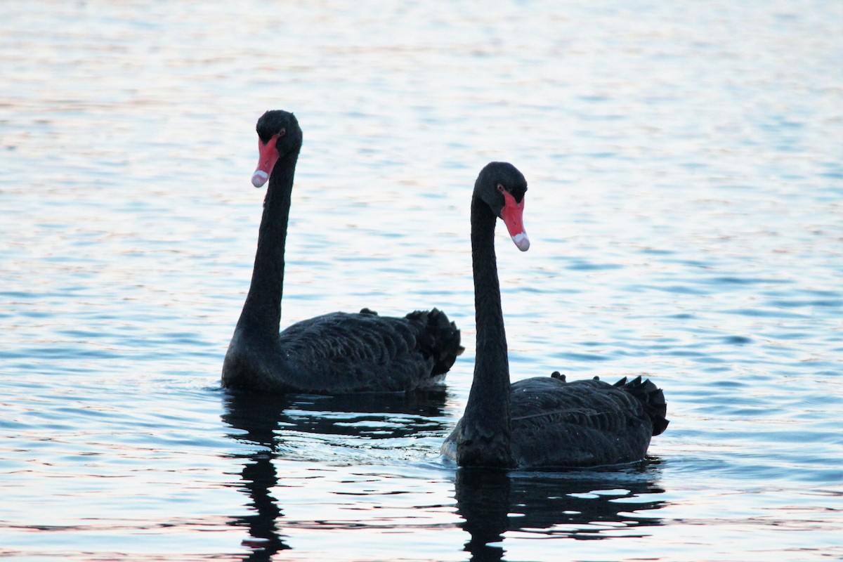 Black Swan - Greg and Georgie Shaw