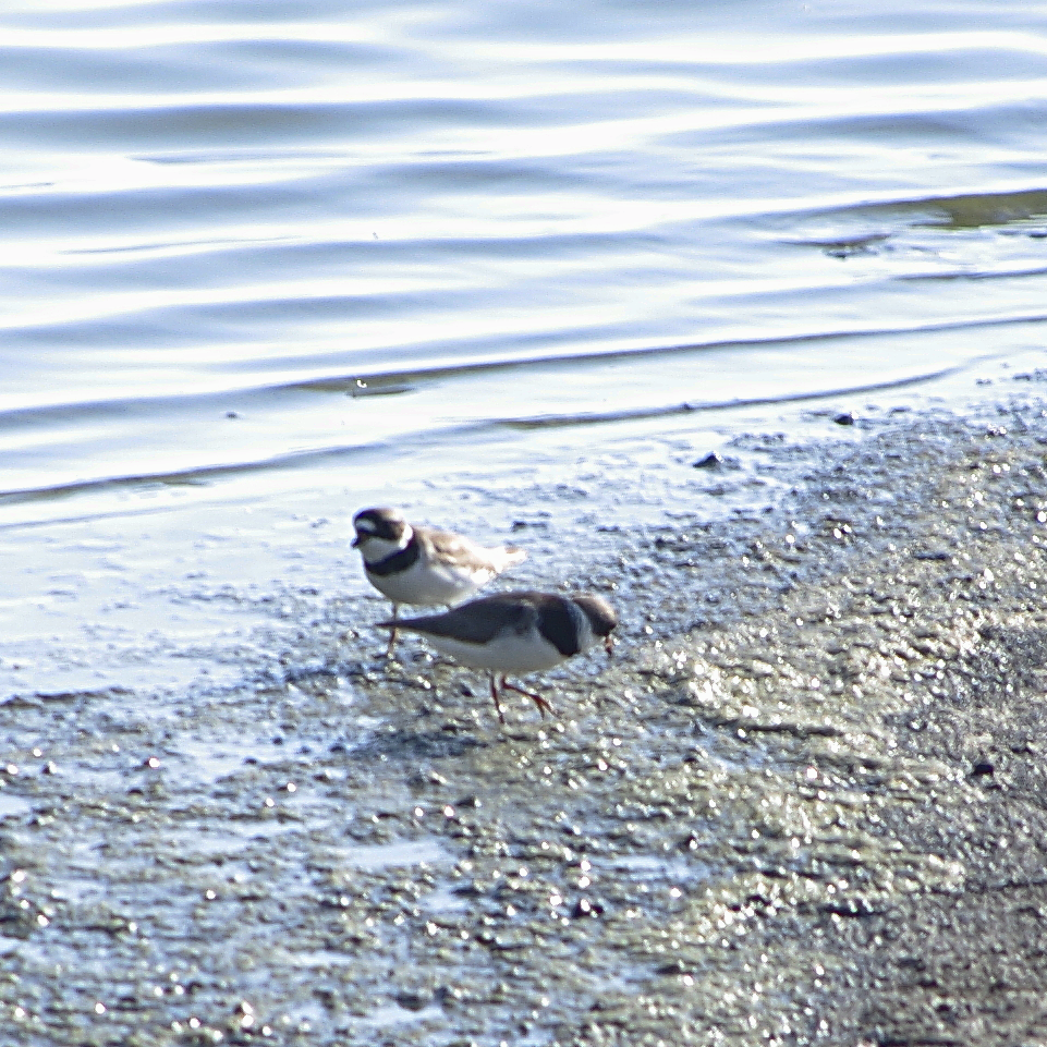 Semipalmated Plover - ML99551651