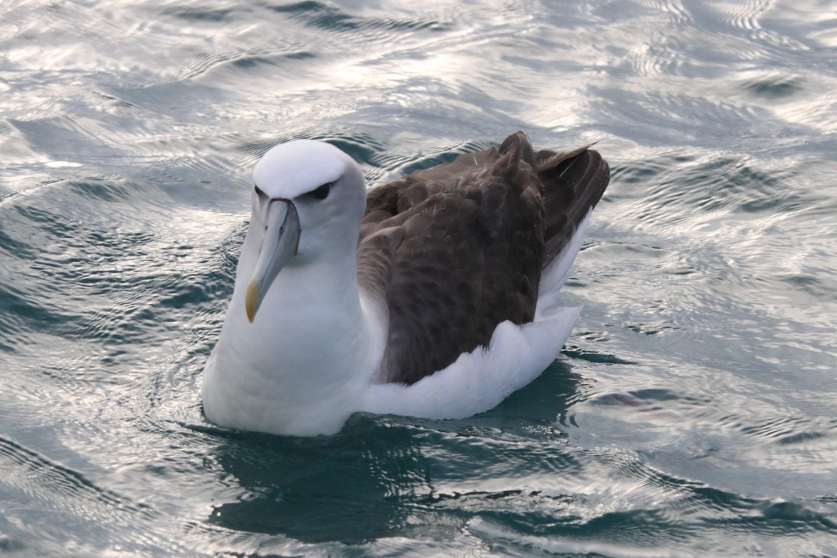 White-capped Albatross - Donna Nagiello
