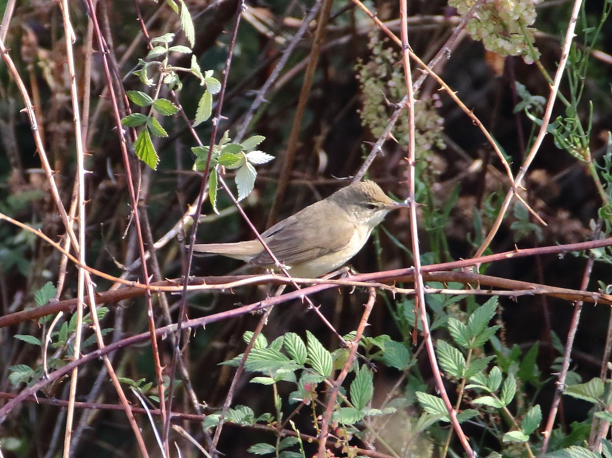 Blyth's Reed Warbler - Anonymous