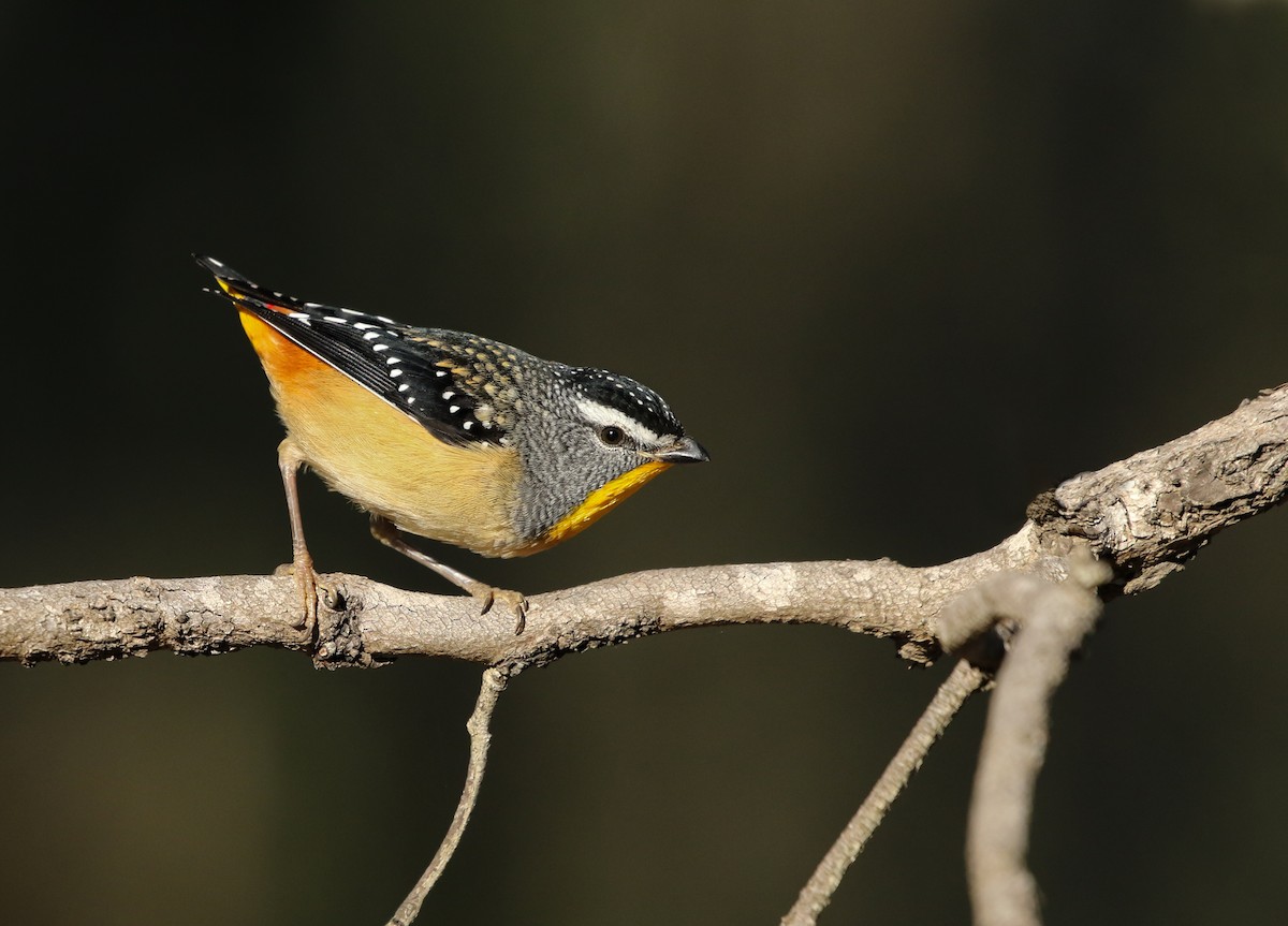 Spotted Pardalote - ML99559531