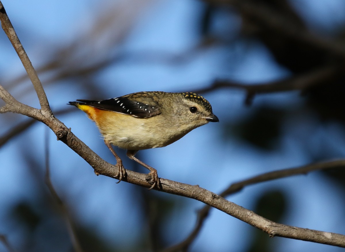 Spotted Pardalote - ML99559541
