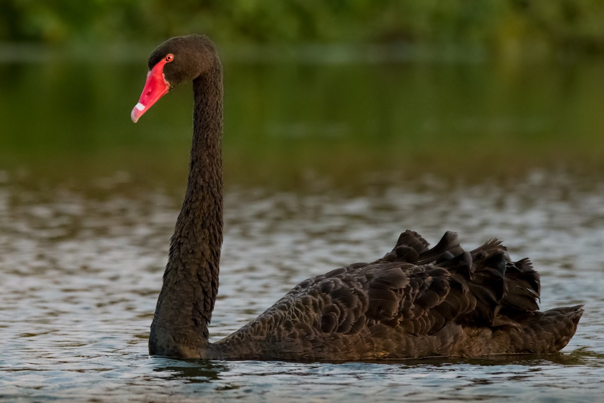 Black Swan - ML99560151