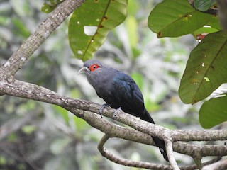  - Chestnut-bellied Malkoha