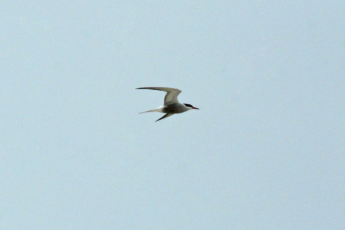 Common Tern - ML99561811