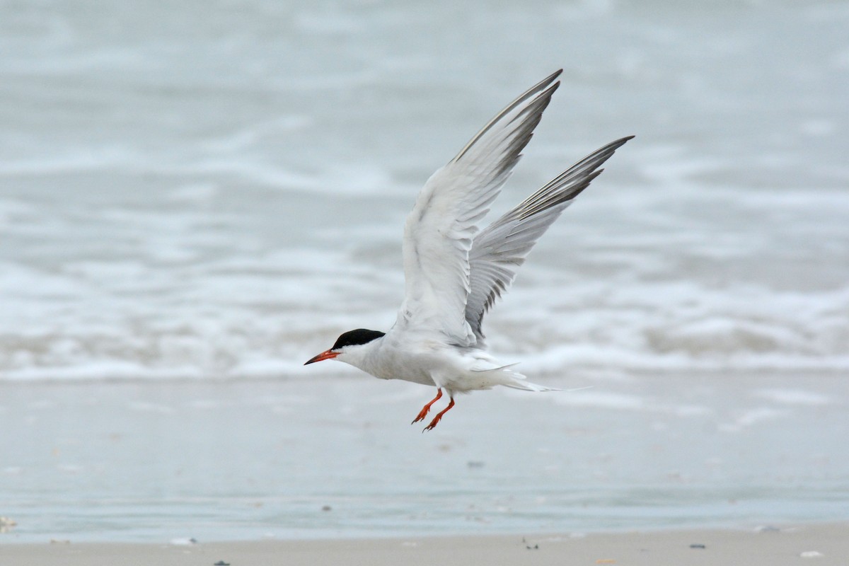 Common Tern - Steve Dowlan