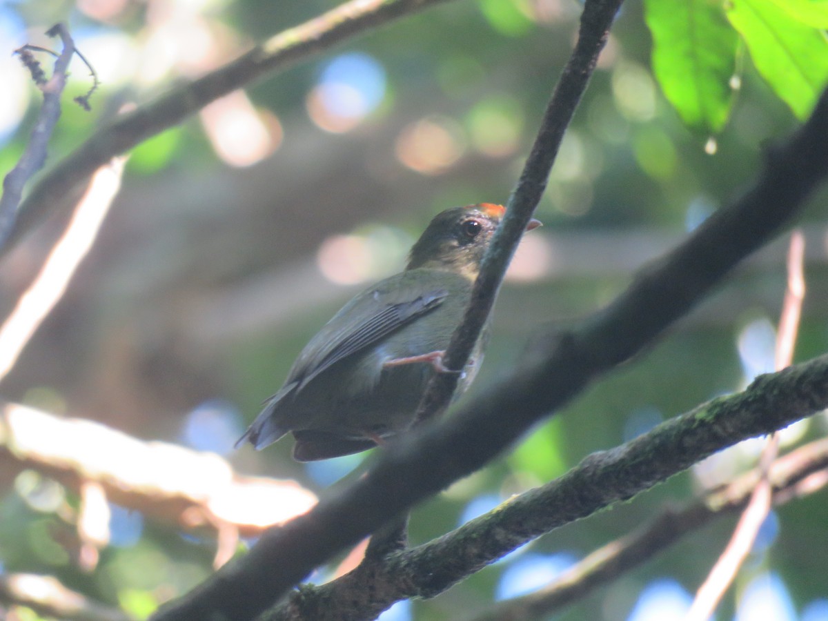 Swallow-tailed Manakin - ML99562311