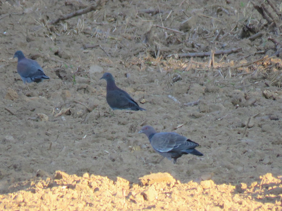 Pale-vented Pigeon - ML99562761