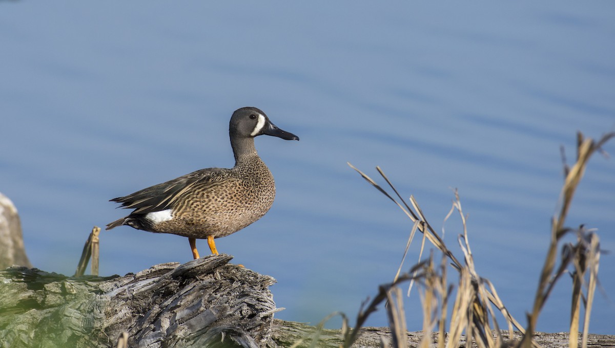 Blue-winged Teal - ML99562821
