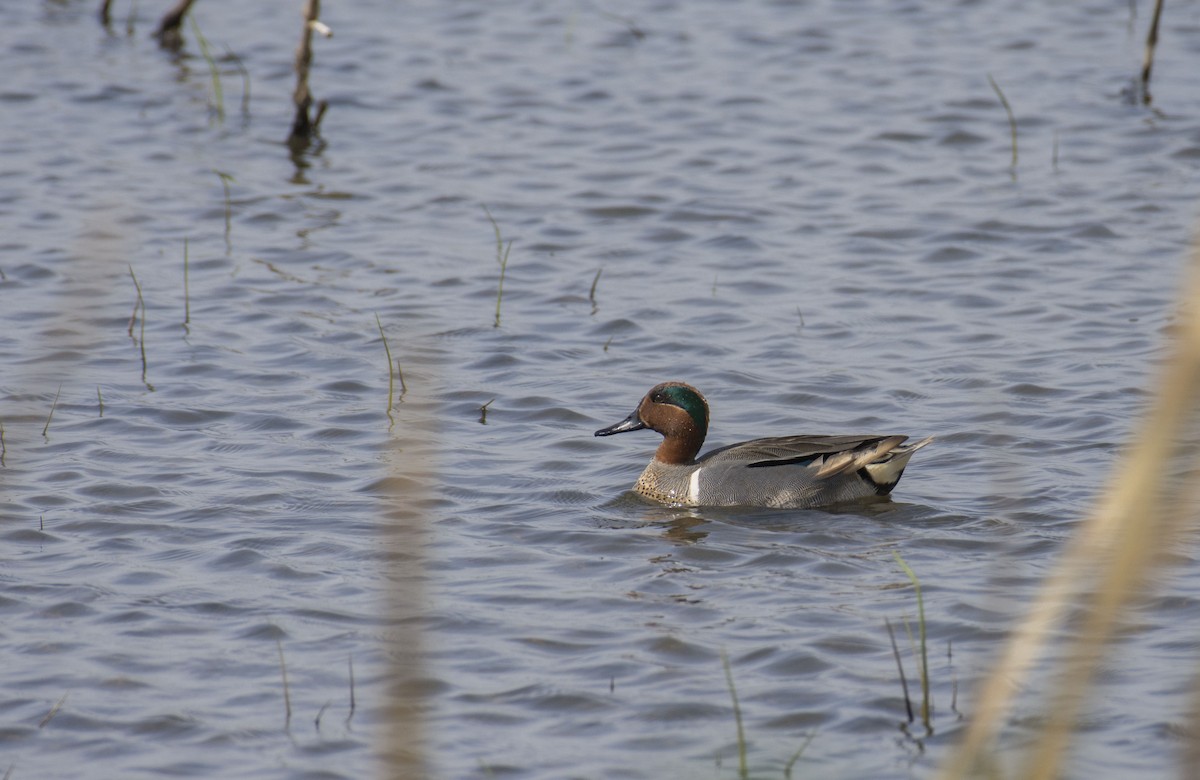 Green-winged Teal - Marky Mutchler