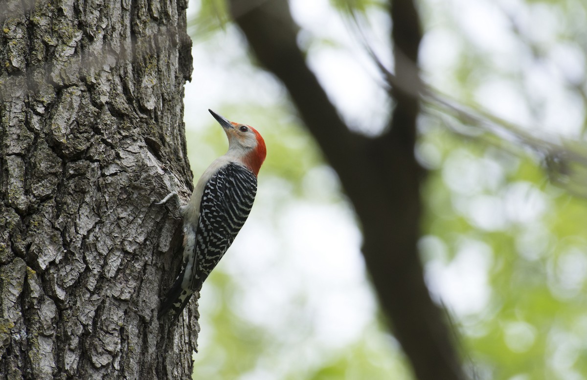 Red-bellied Woodpecker - Marky Mutchler