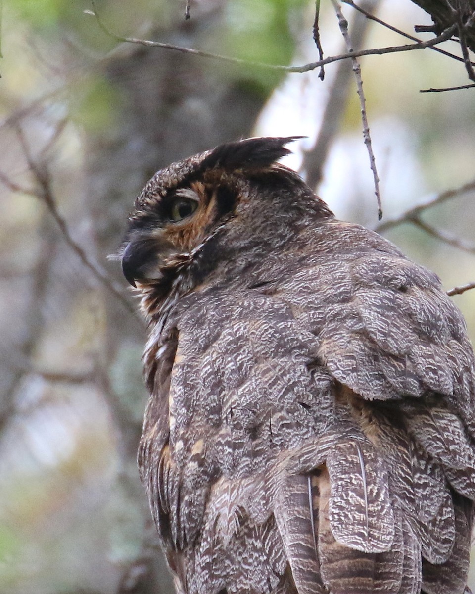 Great Horned Owl - David Forsyth