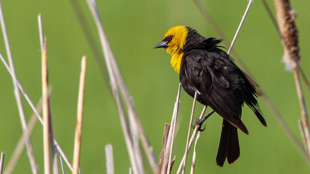 Yellow-headed Blackbird - ML99565251