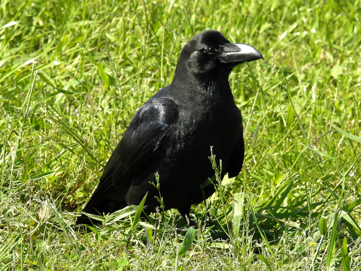 Large-billed Crow - ML99566141