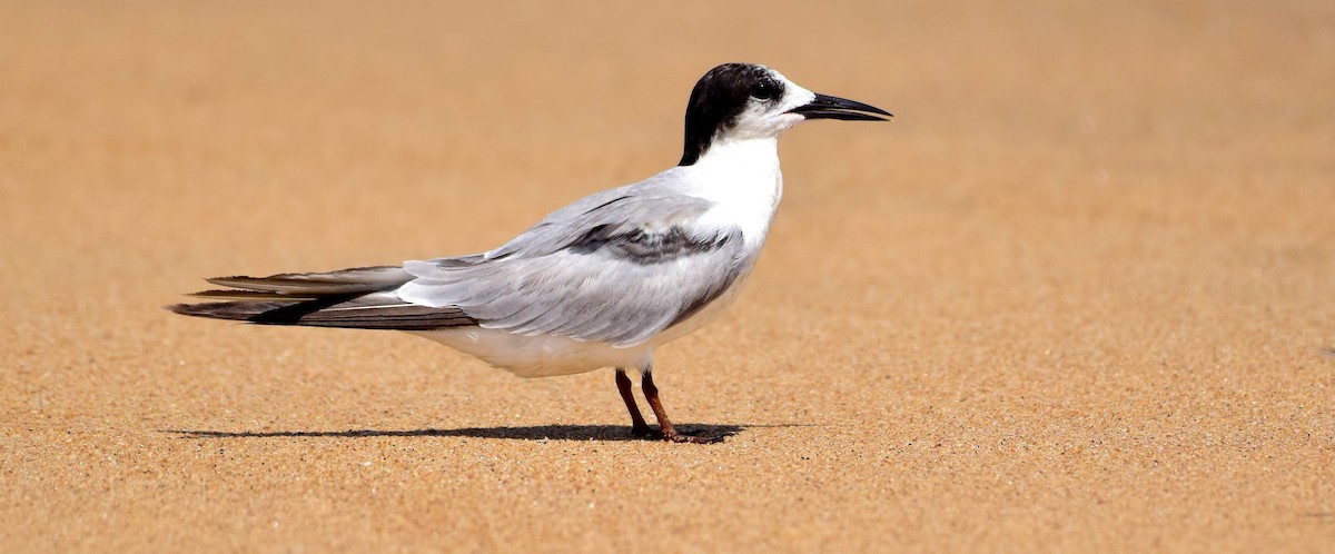 Common Tern - mathew thekkethala
