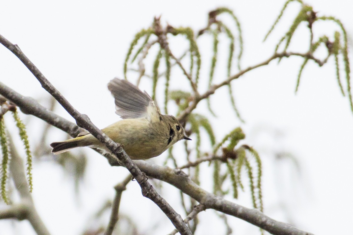 Ruby-crowned Kinglet - Debbie Young
