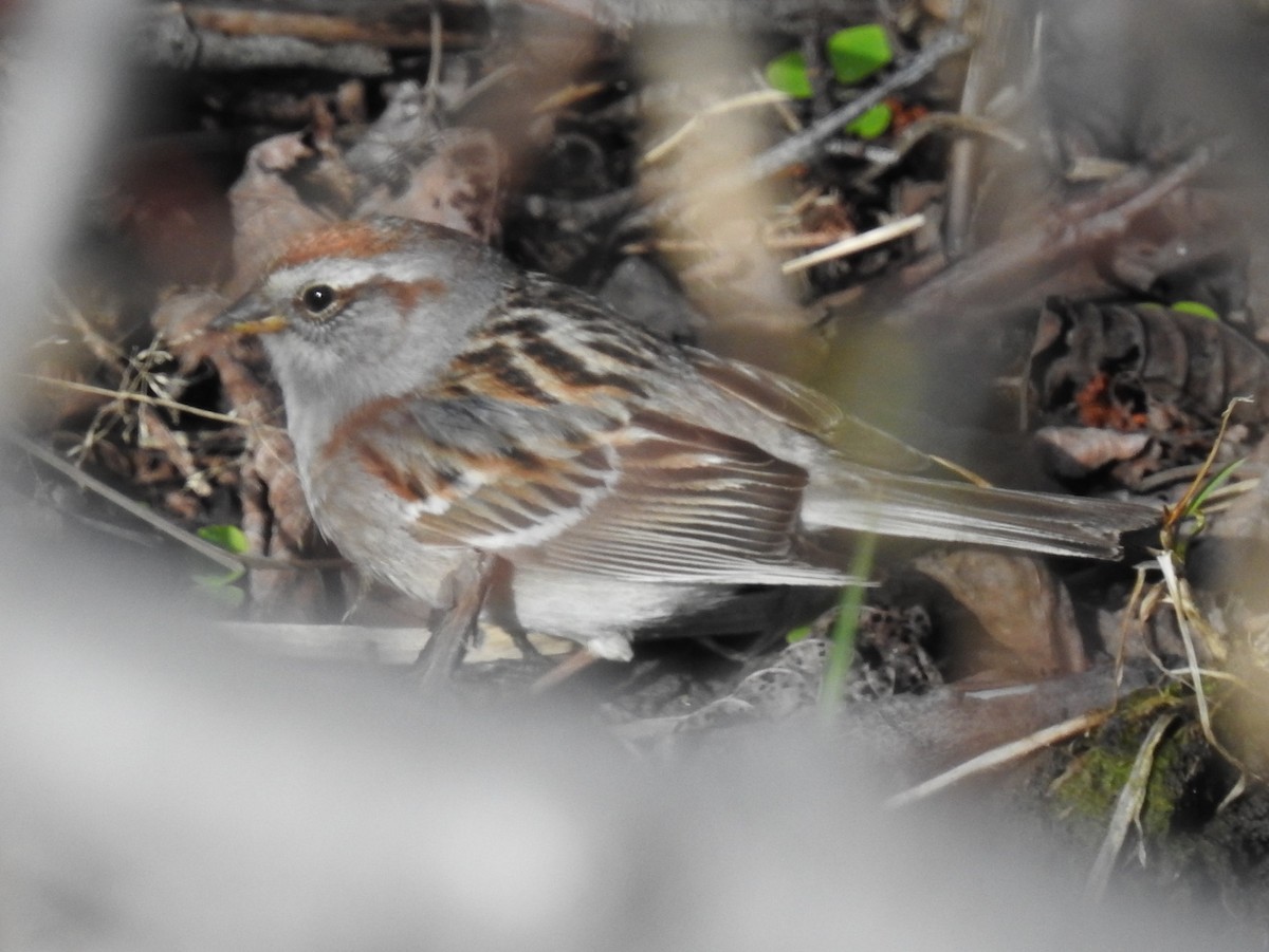 American Tree Sparrow - ML99575181