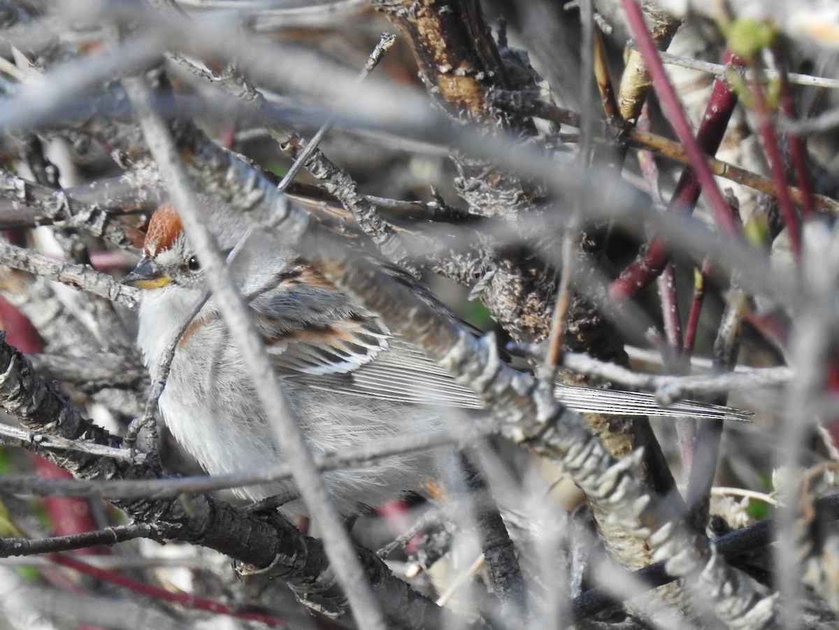 American Tree Sparrow - ML99575211