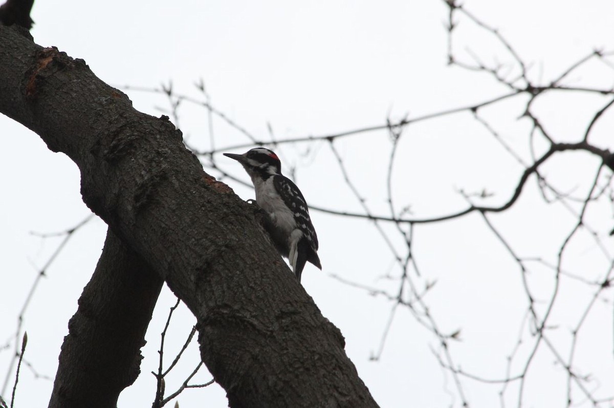Hairy Woodpecker - 🦅 ꙅɒᴎoɔiʜƆ ʏɔɒɿT 🦃