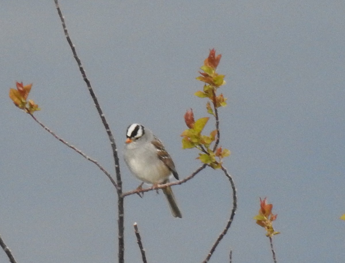 White-crowned Sparrow (Gambel's) - ML99577891