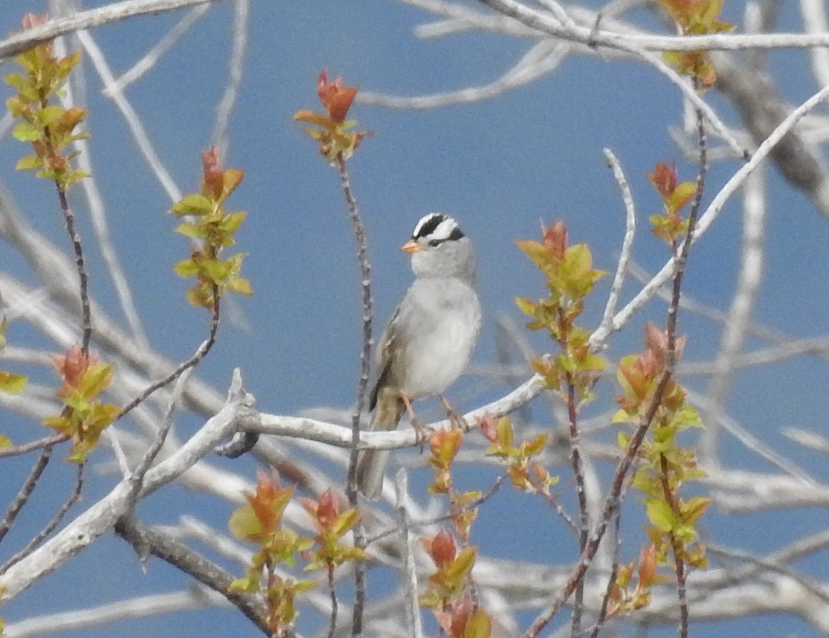 White-crowned Sparrow (Gambel's) - ML99577911