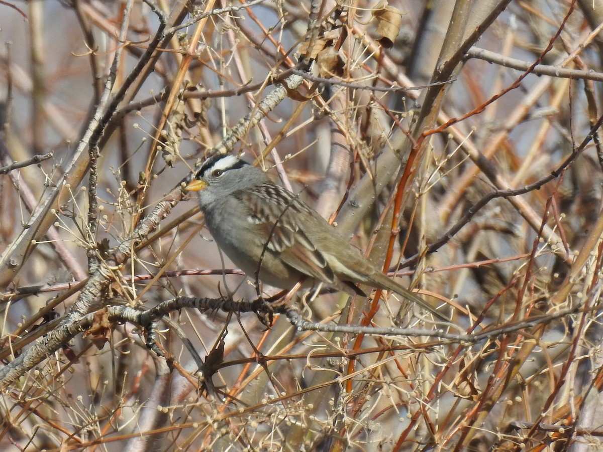 White-crowned Sparrow (Gambel's) - ML99577921