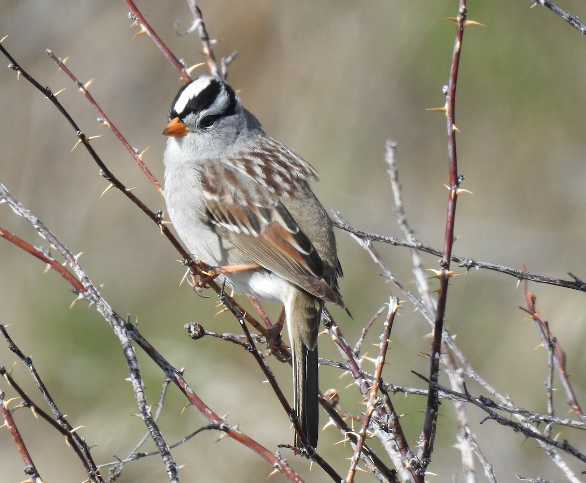 White-crowned Sparrow (Gambel's) - ML99577951