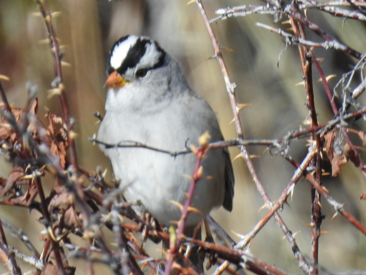 White-crowned Sparrow (Gambel's) - ML99577961