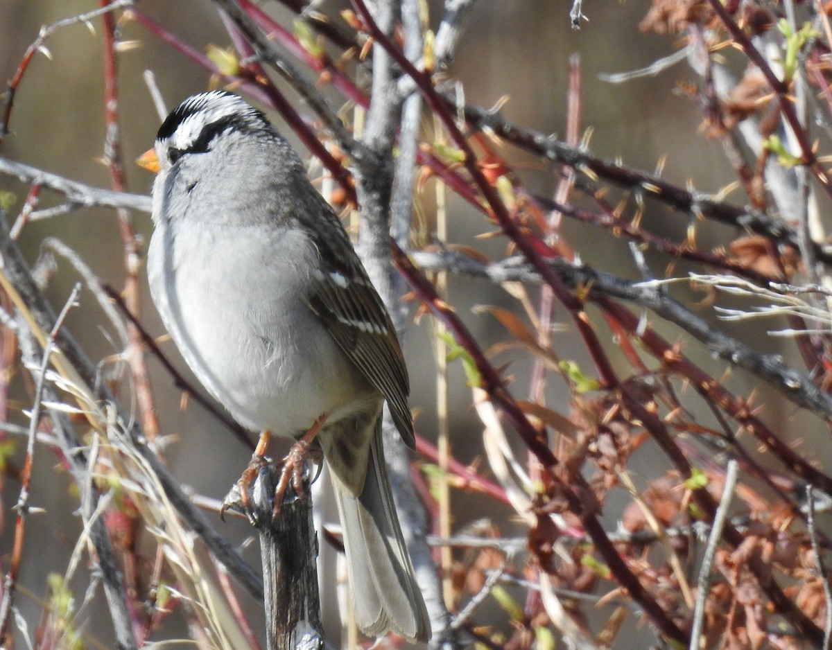 White-crowned Sparrow (Gambel's) - ML99577981