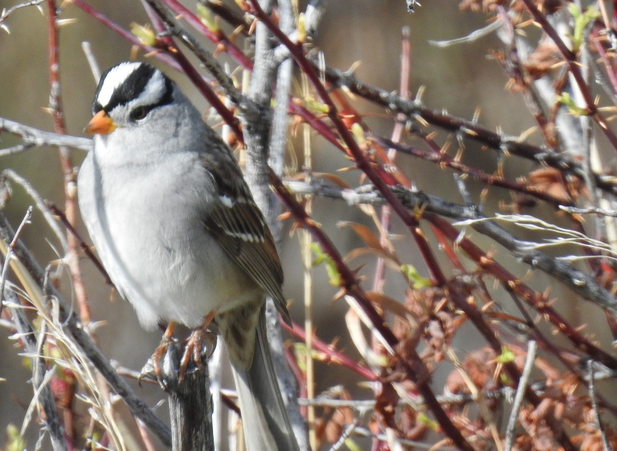 White-crowned Sparrow (Gambel's) - ML99577991