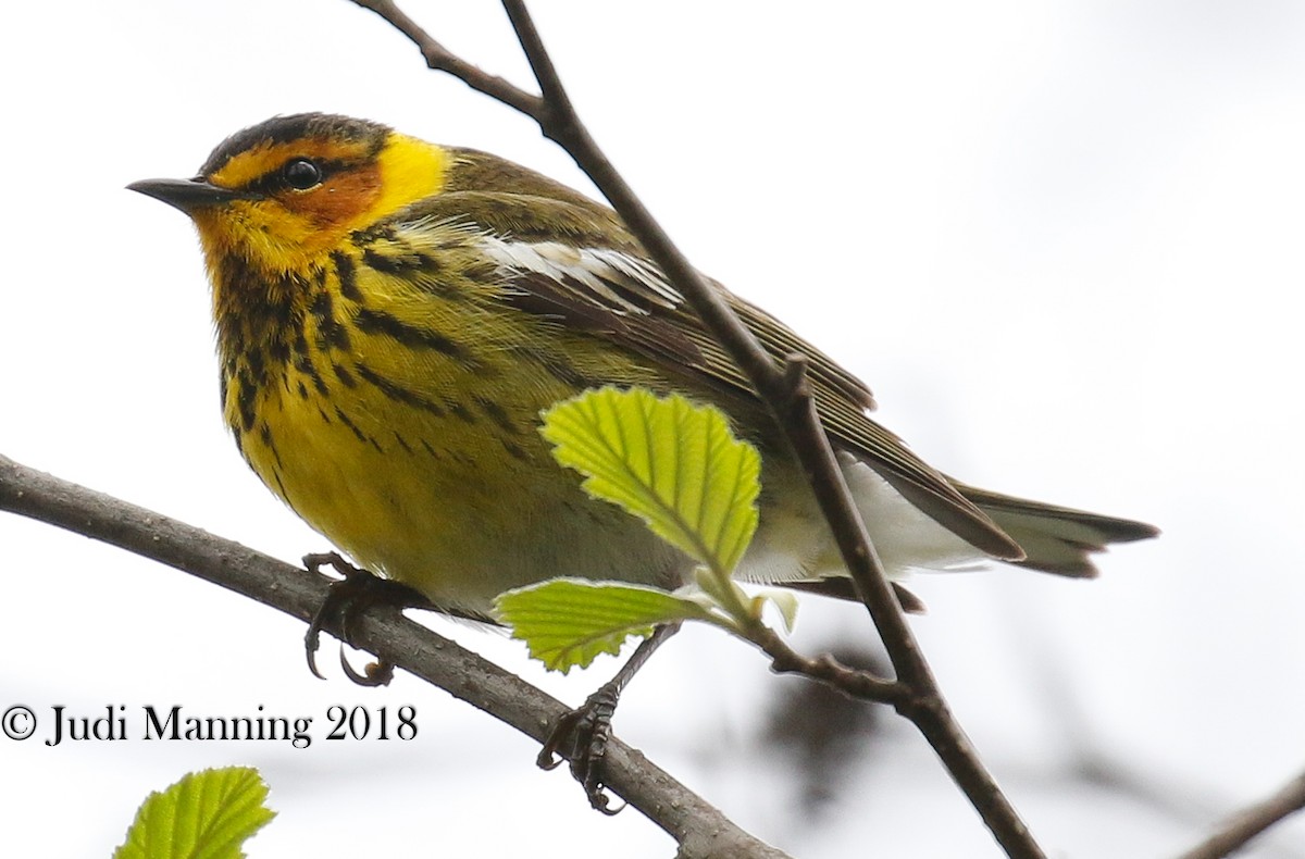 Cape May Warbler - ML99578941