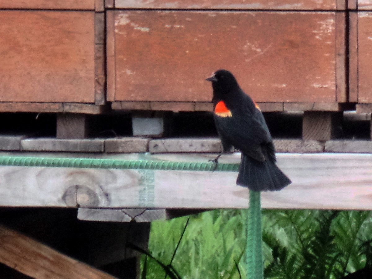 Red-winged Blackbird - ML99581071