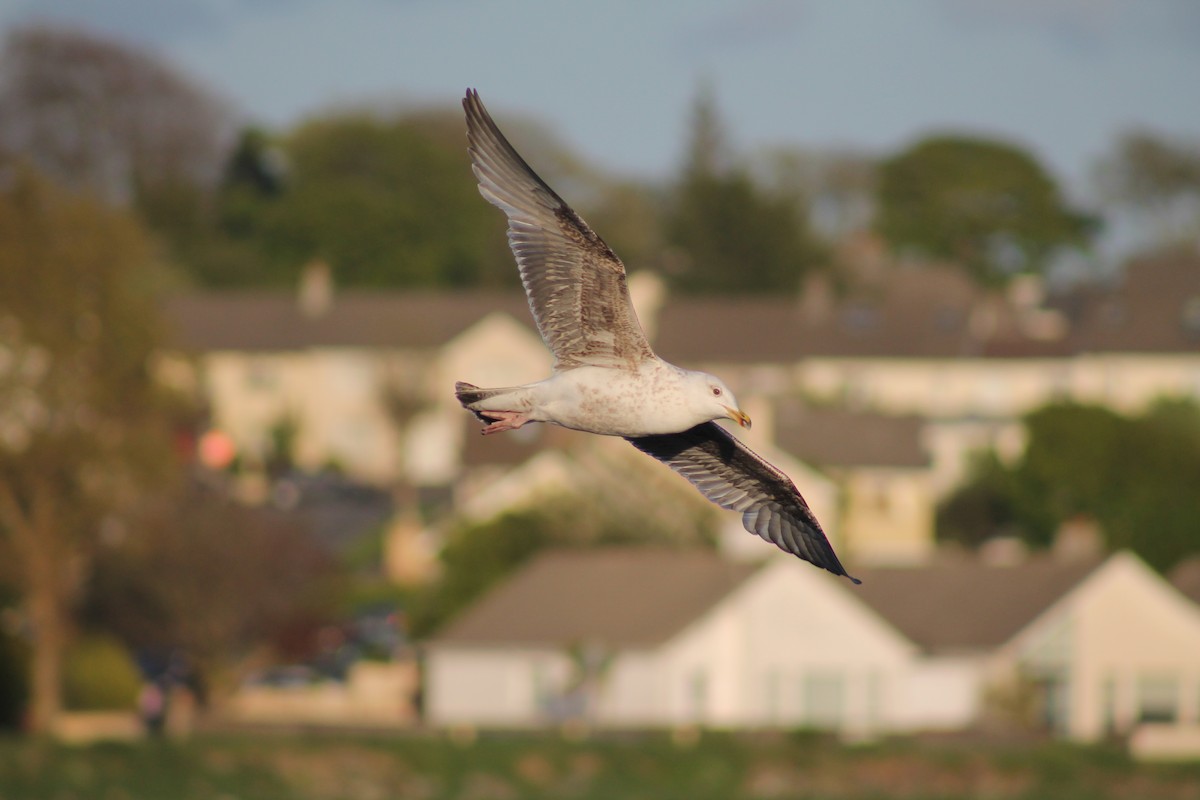 Herring Gull (European) - Sean Walsh