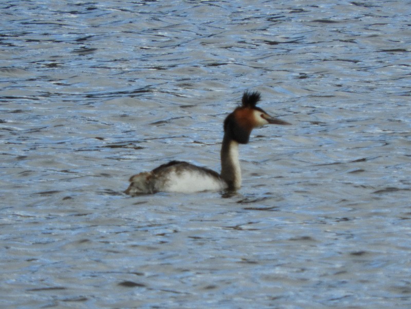 Great Crested Grebe - Jeff Harding