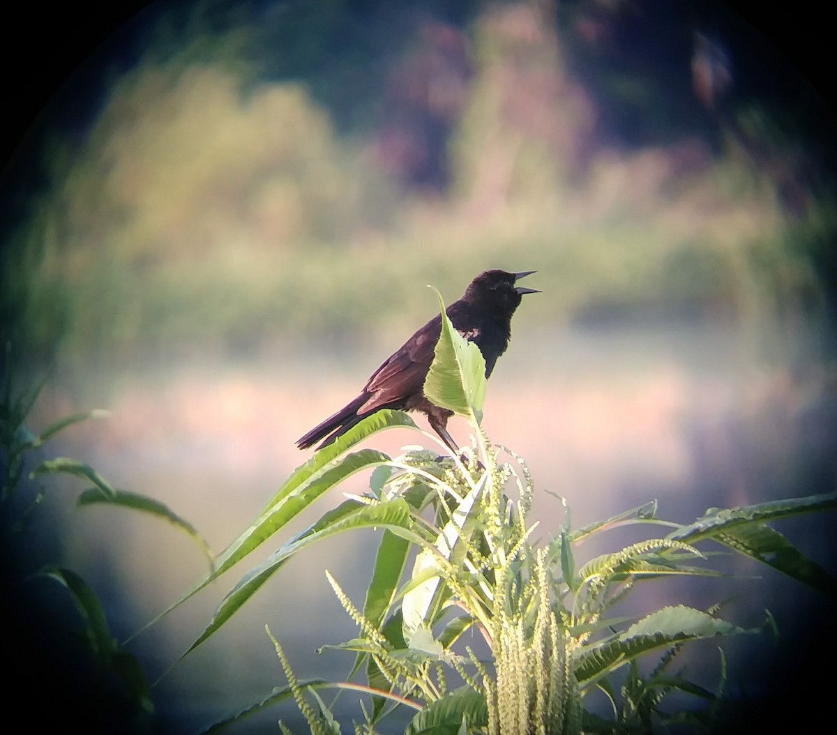 Red-winged Blackbird - Daniel Estabrooks