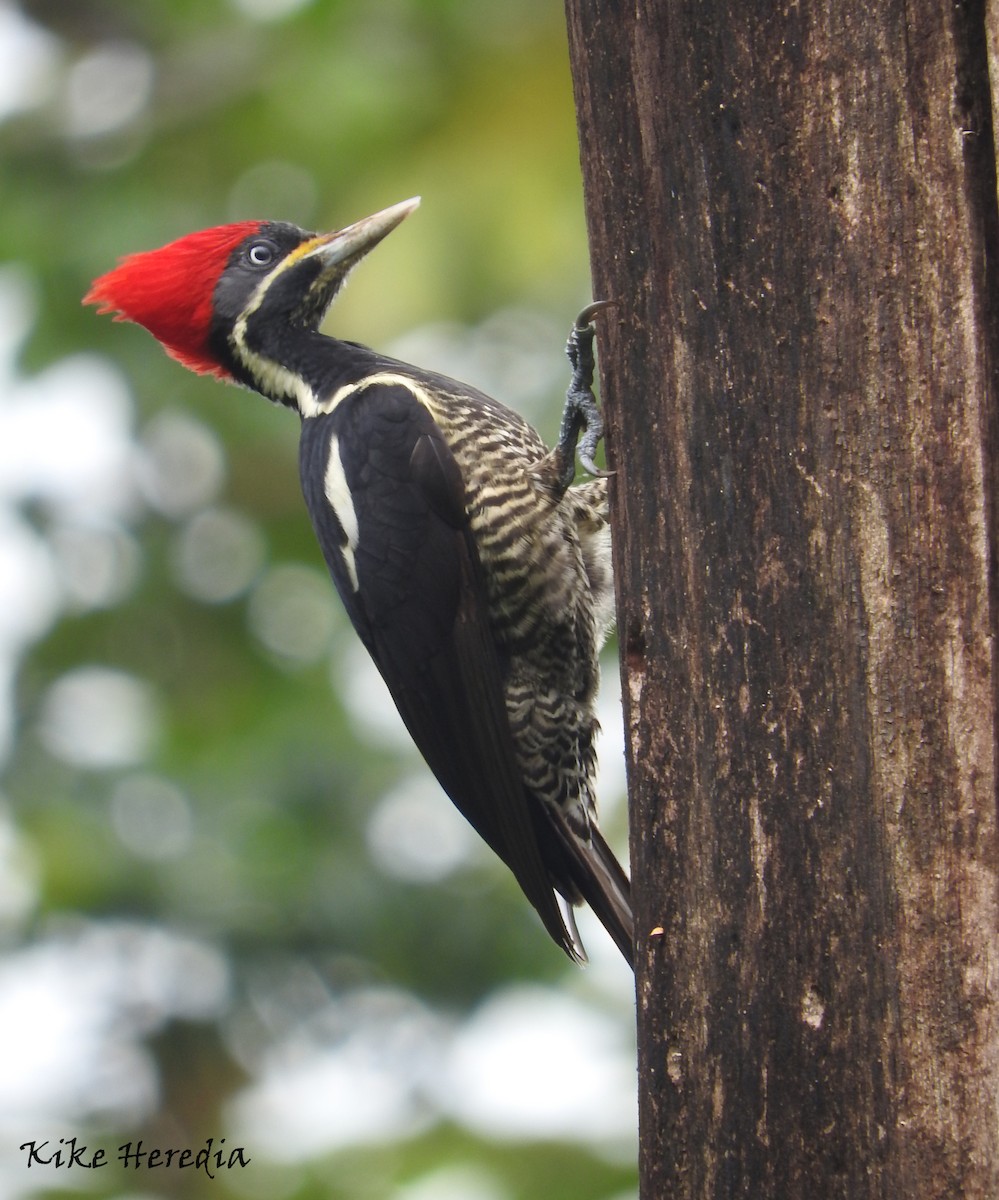 Lineated Woodpecker - Enrique Heredia (Birding Tours)