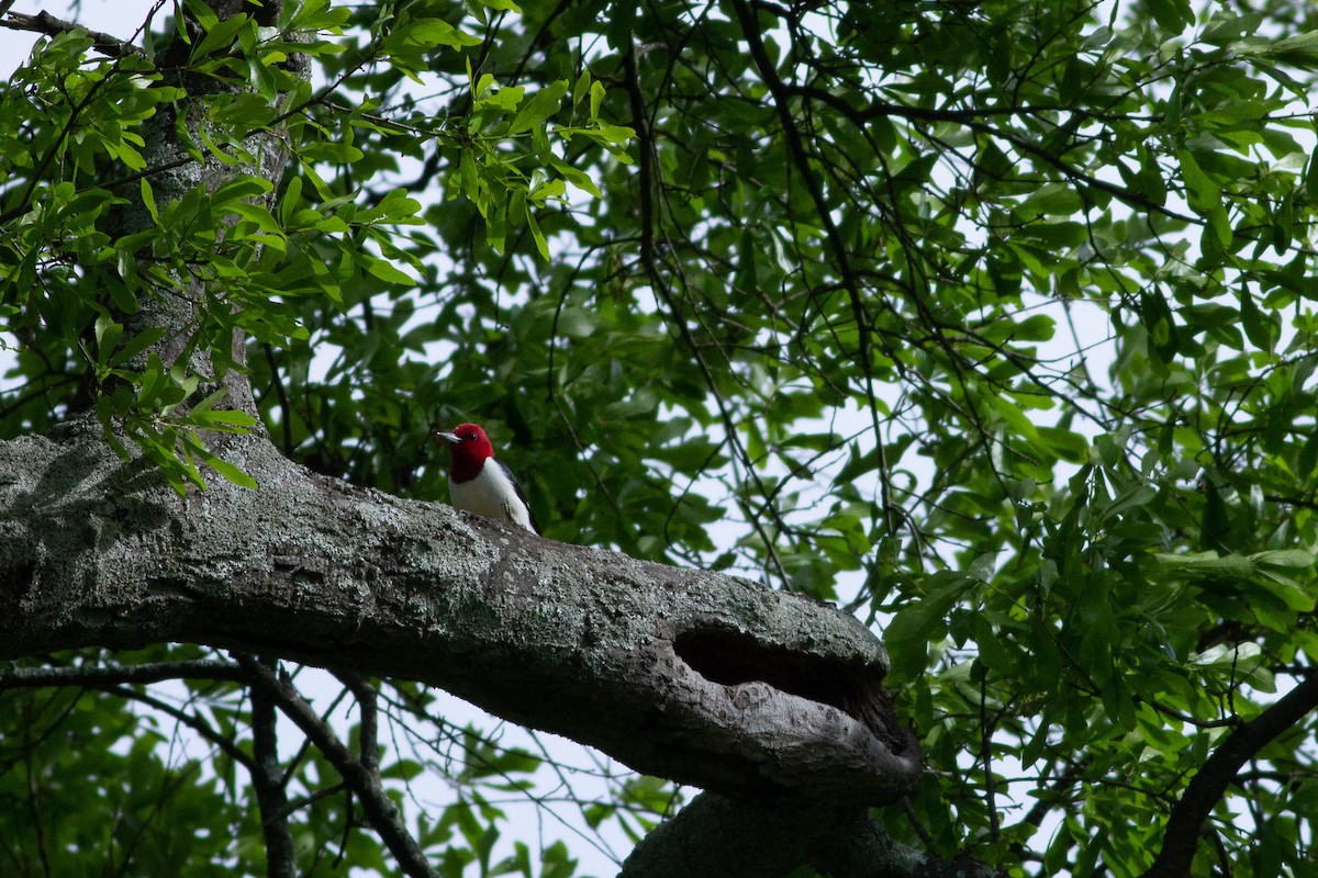 Red-headed Woodpecker - Angus Pritchard