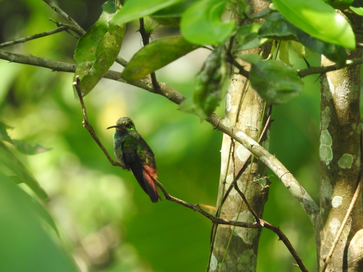 Rufous-tailed Hummingbird - Enrique Heredia (Birding Tours)