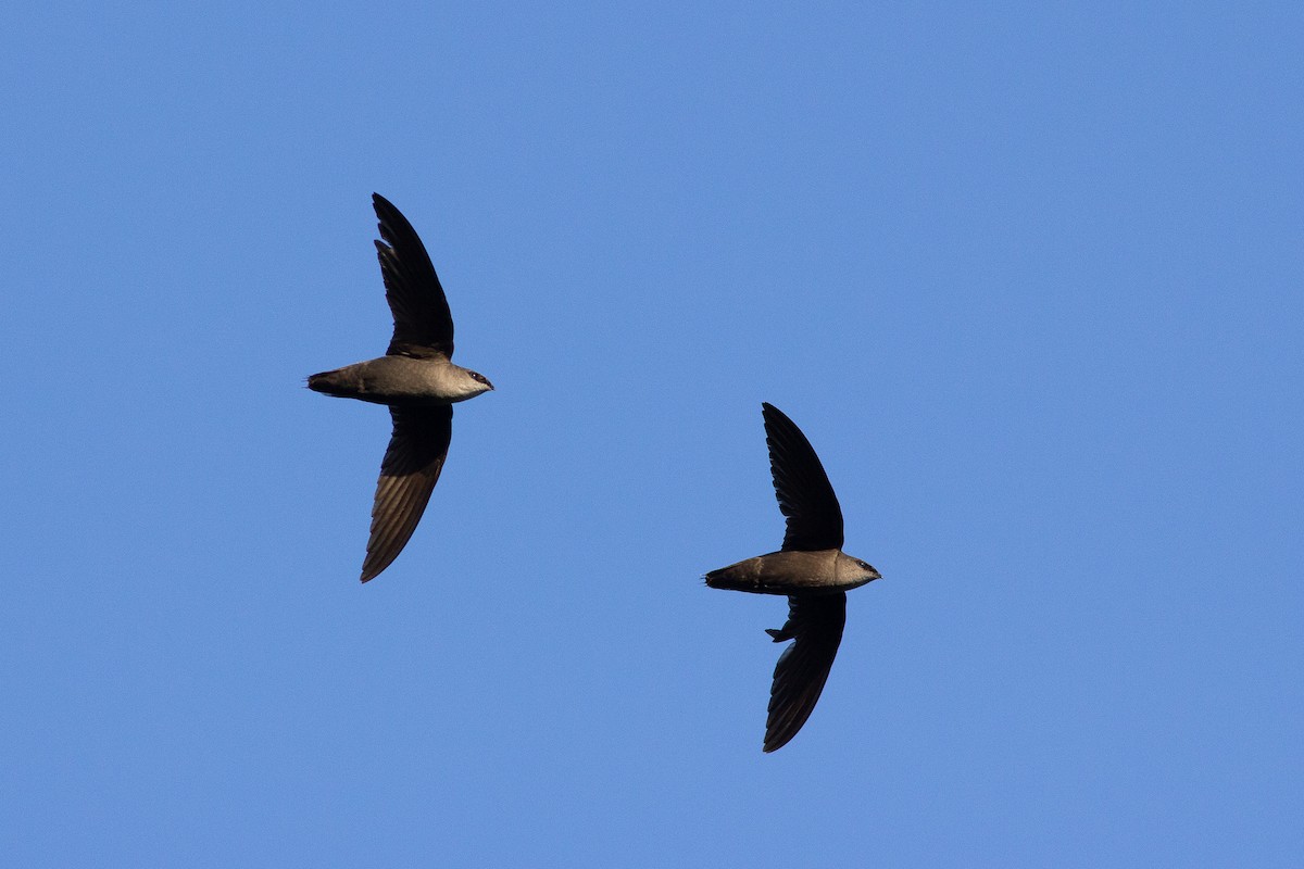 Chimney Swift - Angus Pritchard