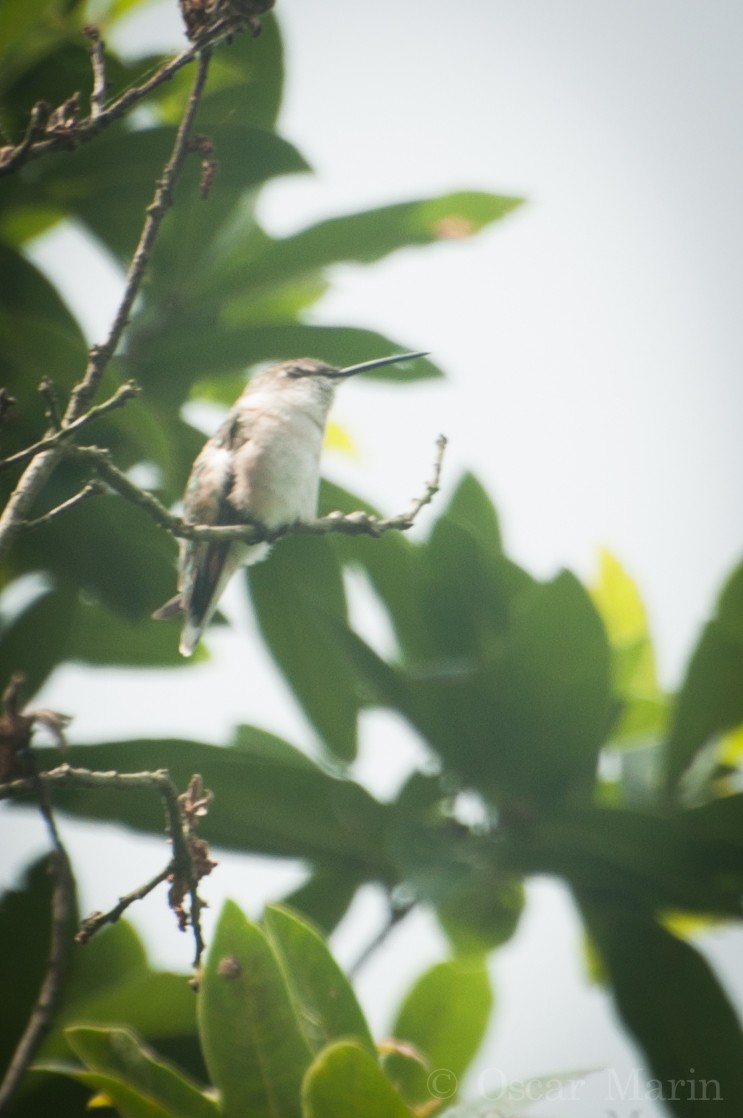 Ruby-throated Hummingbird - Oscar Marín