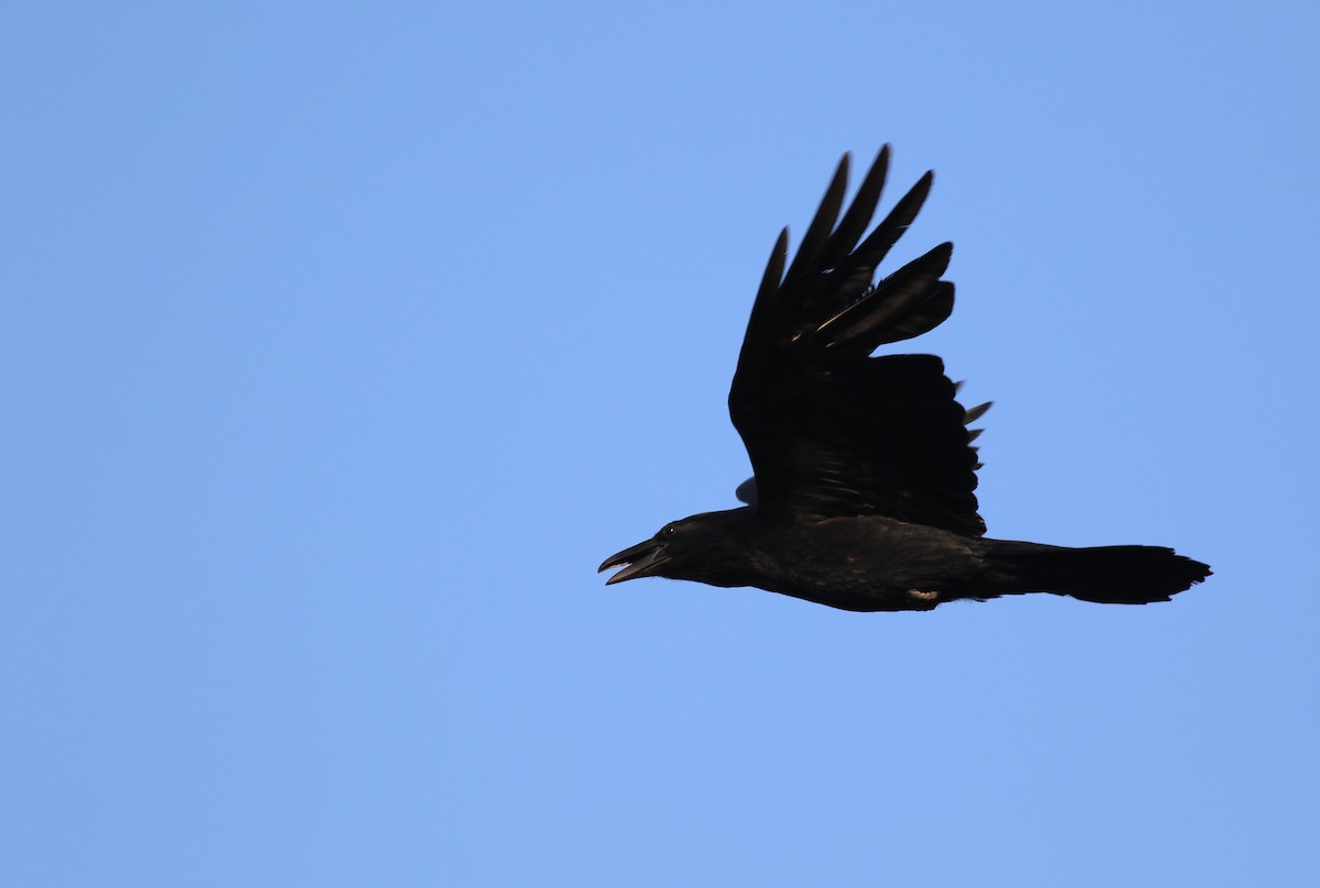 Common Raven - ML99593401