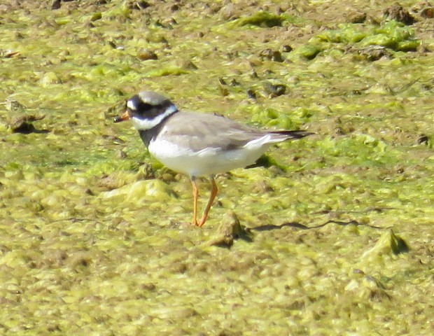 Common Ringed Plover - ML99596641