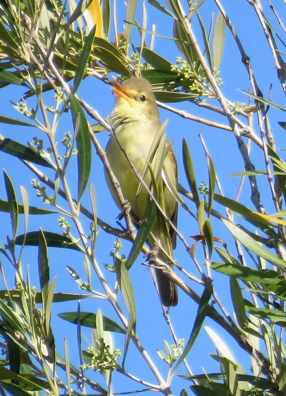 Melodious Warbler - ML99596891