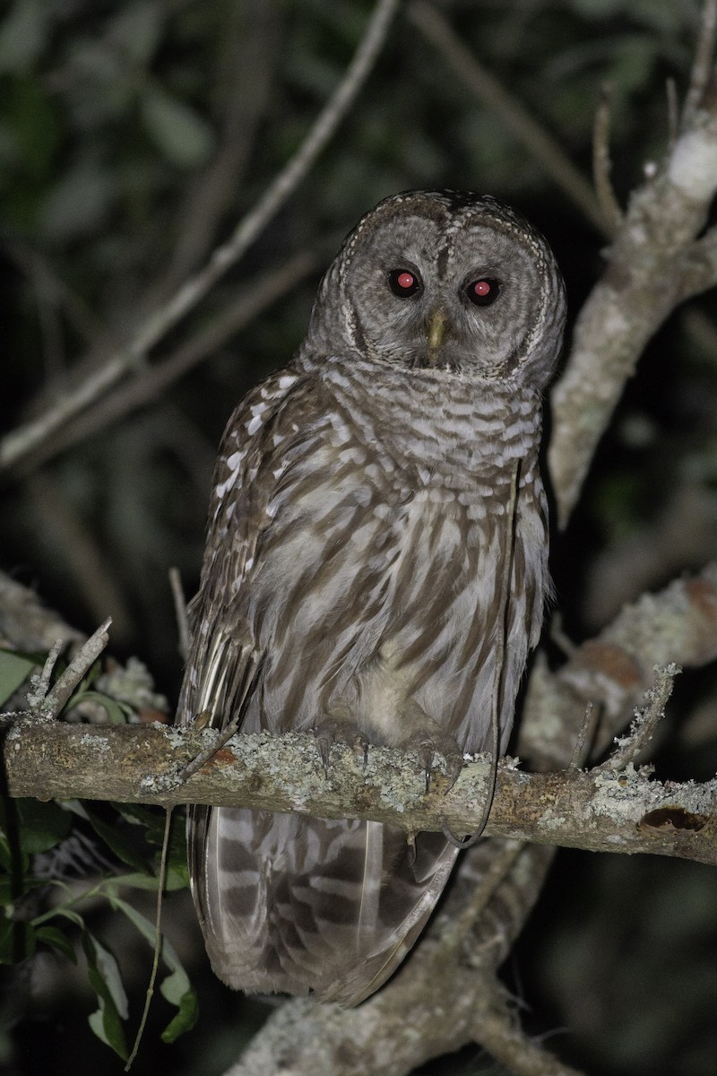 Barred Owl - Angus Pritchard