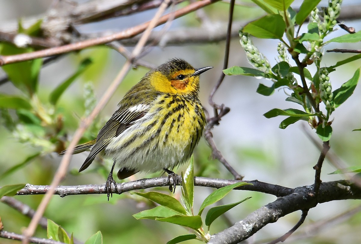 Cape May Warbler - André Lanouette
