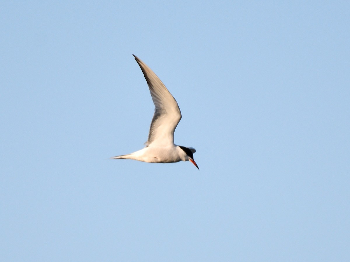 Common Tern - Hugh Whelan