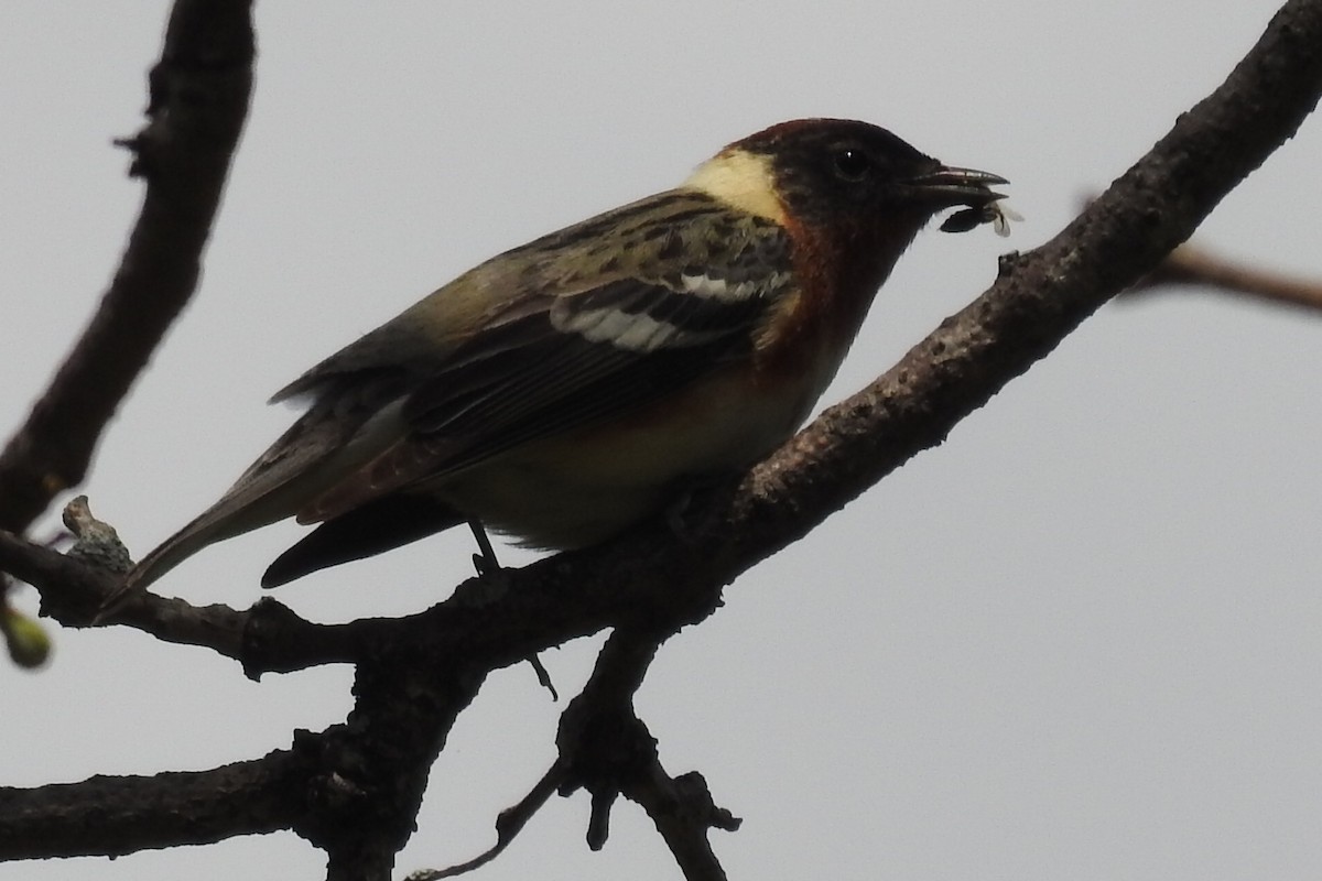 Bay-breasted Warbler - ML99600731