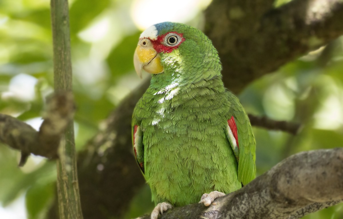 White-fronted Parrot - ML99606361